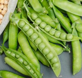 Strączki świeżego, zielonego groszku i woreczek z suchym, żółtym grochem.